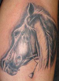 pferd (3)